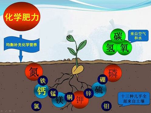 醫用大香蕉啪啪网對作物缺素病的識別