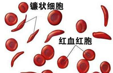 人體香蕉视频APP色版廠家介紹檢測微量元素的儀器